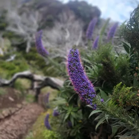 Desertas View Apartment