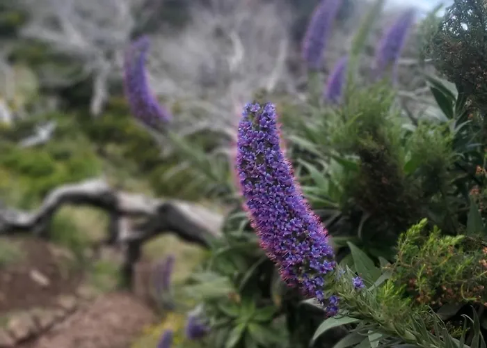 Desertas View Apartamento